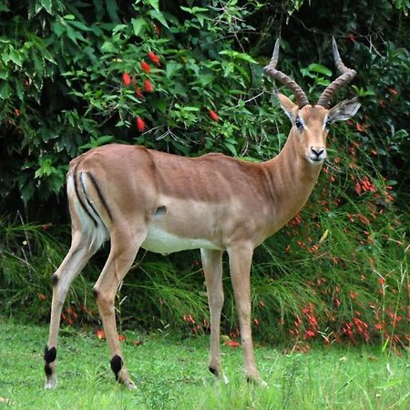 Legend Safaris 257B - In Kruger Park Lodge Hazyview Luaran gambar